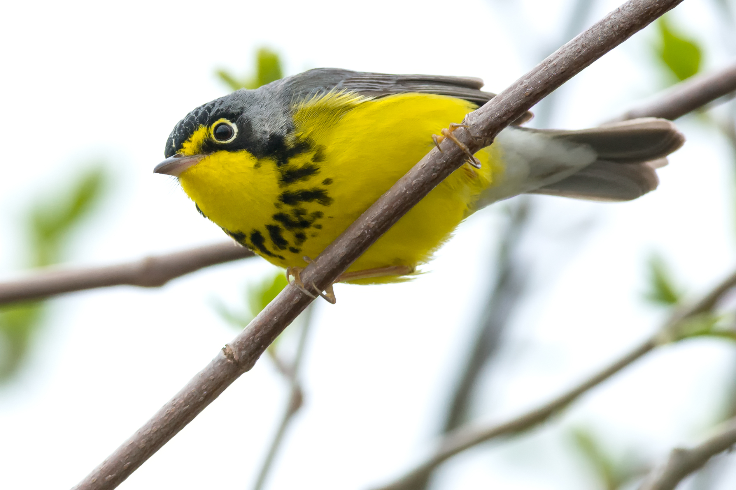 Canada Warbler icon 
